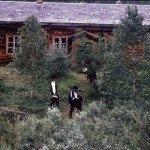 Kultalan seinähiirret ovat Lapin polttavassa auringossa paahtuneet etelän puolelta ruskeaksi, ja hirsi on pohjoisen puolella harmaa. Tämän paikan rannassa ovat koettu Lapin kultahistorian dramaattisimmat  tapahtumat. Åke Linrman suunnitteli kuvaavansa lähes koko elokuvan Kultalan rannassa ja oli iloinen vanhan autiotuvat palamisesta, koska se olisi aina ollut ongelma kuvatessa. Kuljetusten ja kustannusten tähden kuvauspaikat  muutettiin.